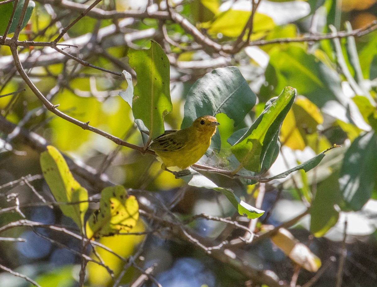 Yellow Warbler (Mangrove) - ML146690741