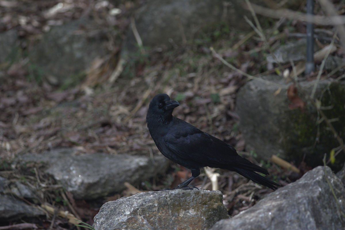Large-billed Crow (Large-billed) - ML146693211