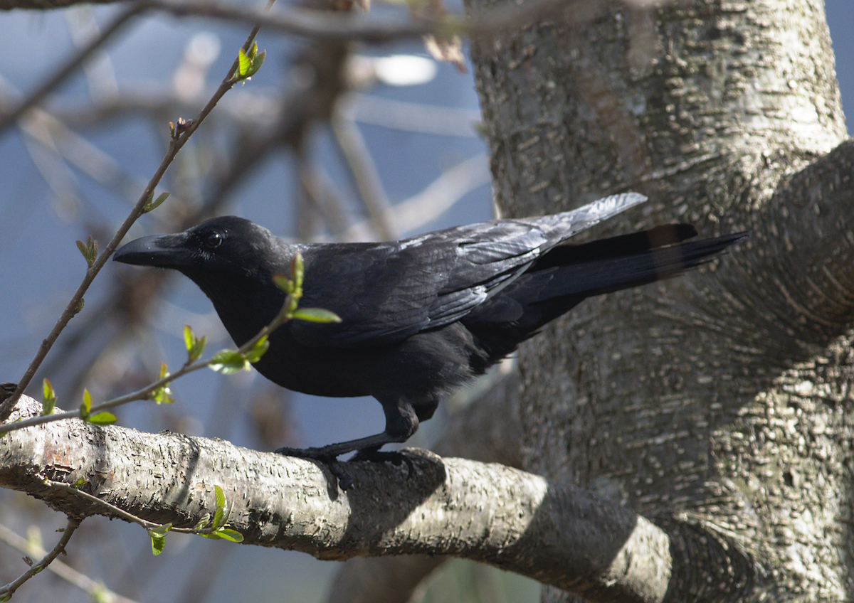 Large-billed Crow (Large-billed) - ML146693221
