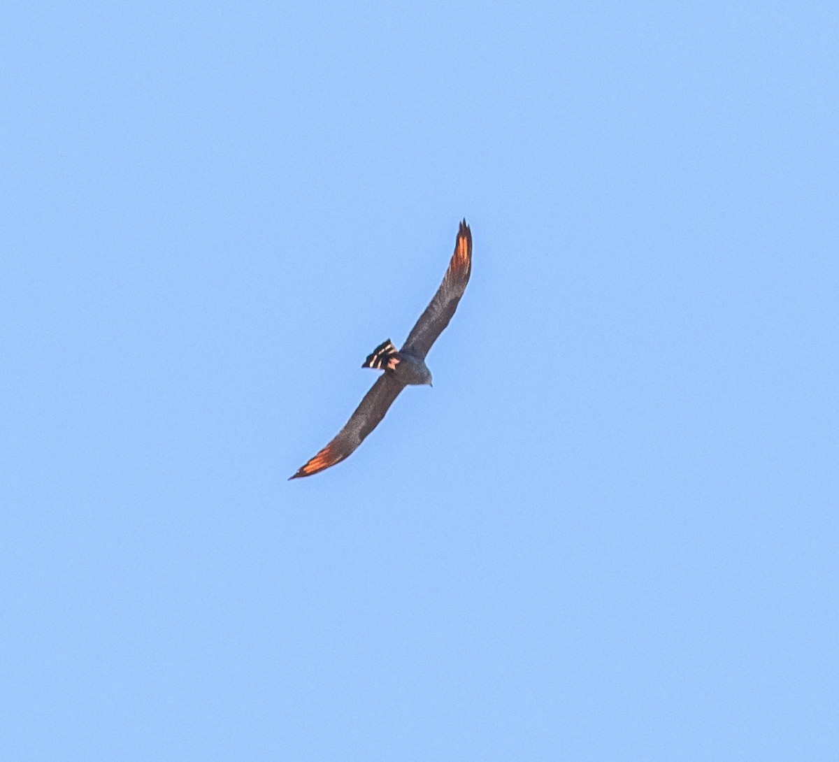 Plumbeous Kite - ML146693491