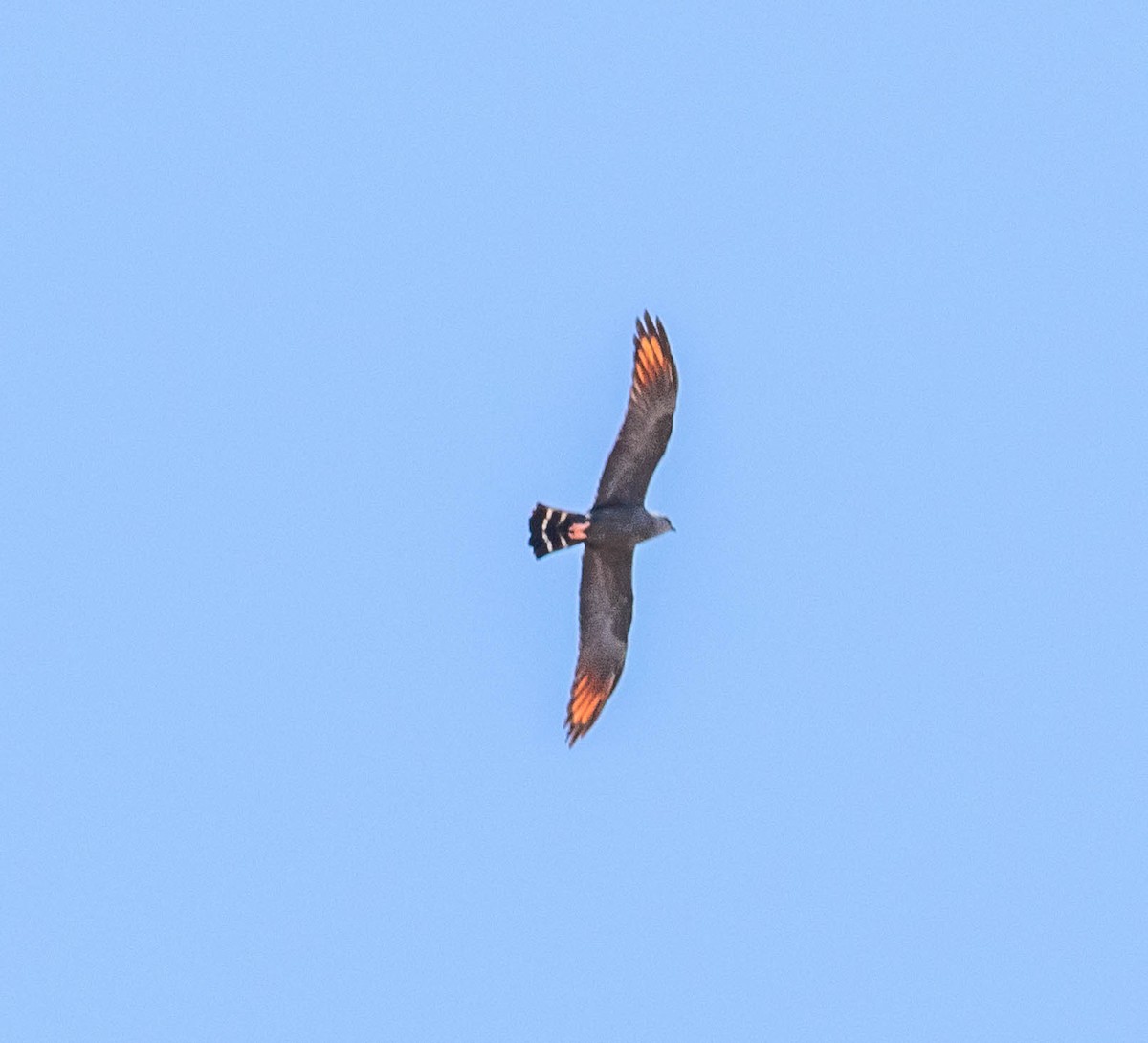 Plumbeous Kite - ML146693501