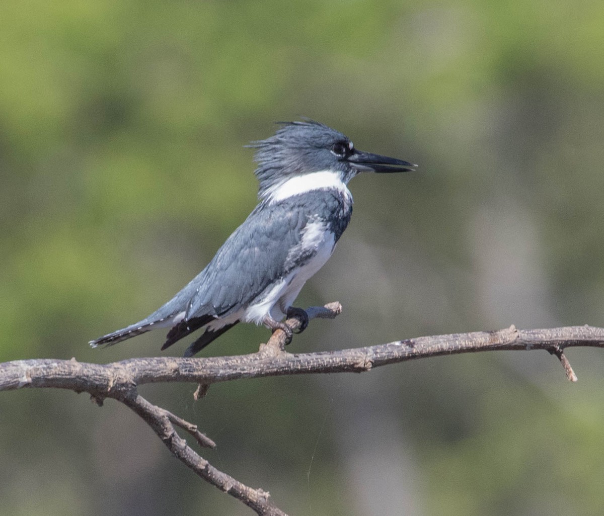 Belted Kingfisher - ML146694511