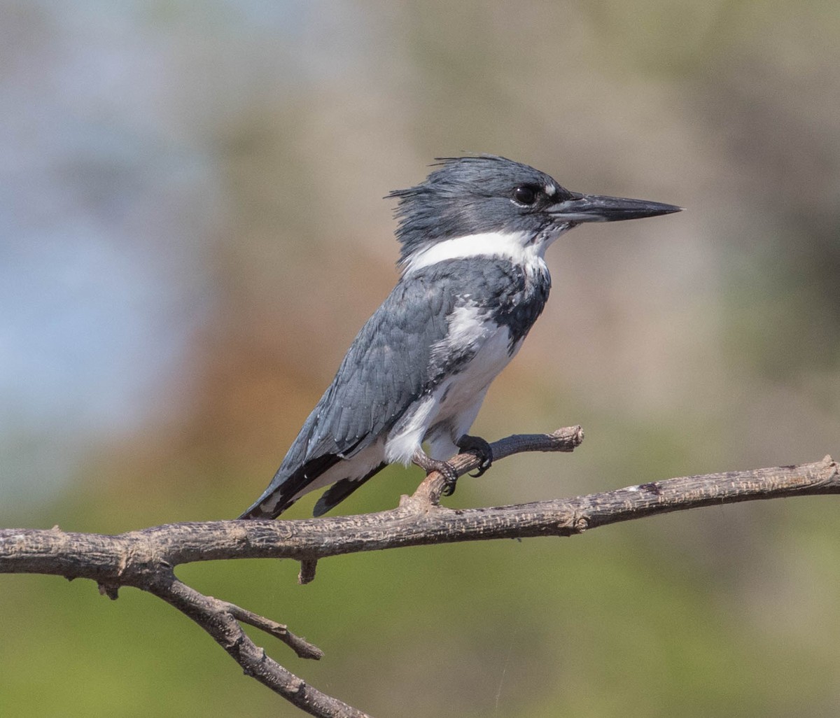 Belted Kingfisher - ML146694531