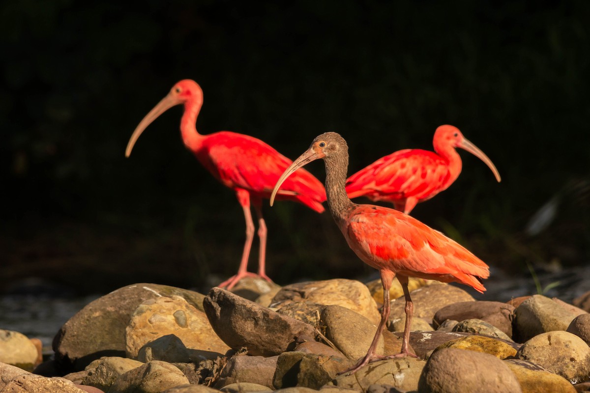 Scarlet Ibis - Edilson Torres Rodríguez