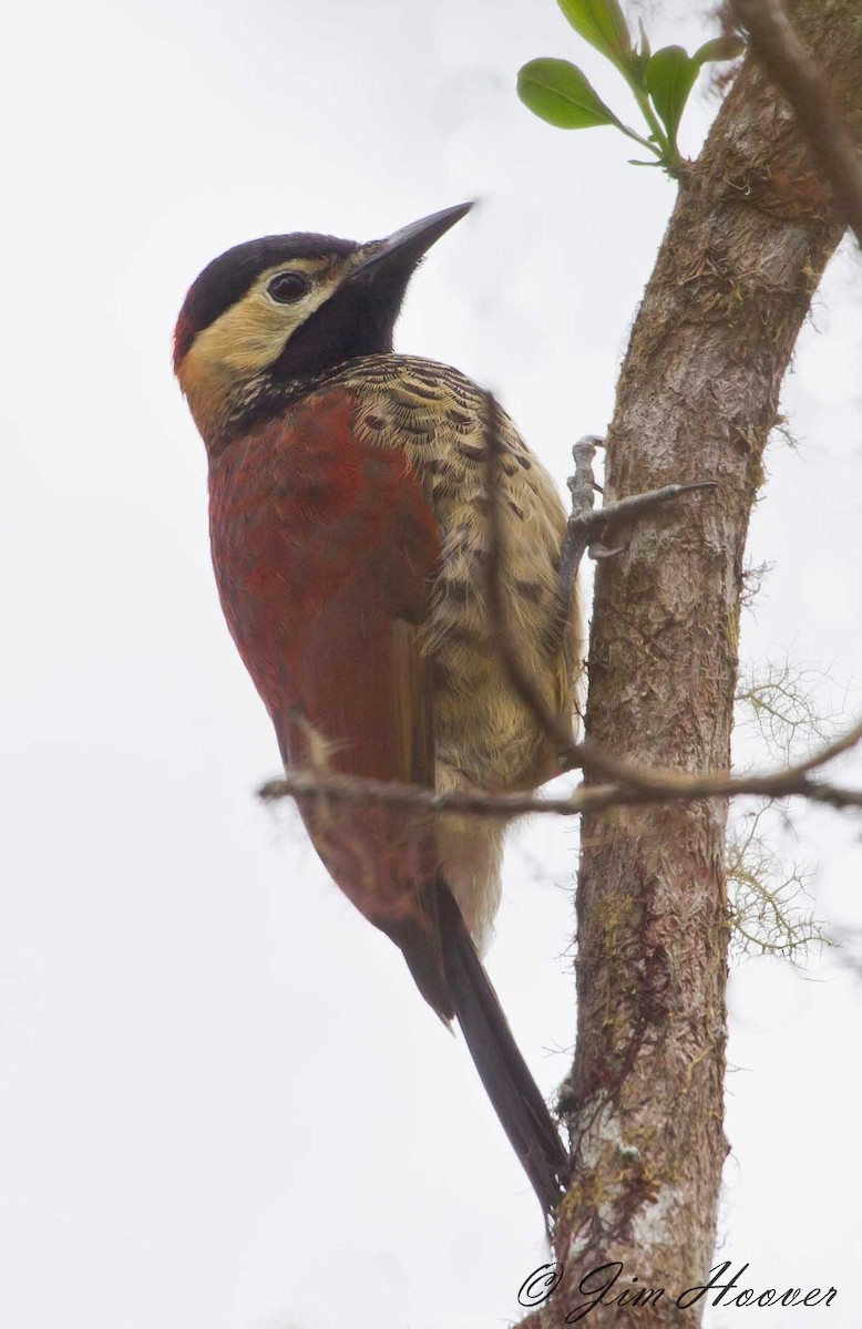 Crimson-mantled Woodpecker - ML146698441