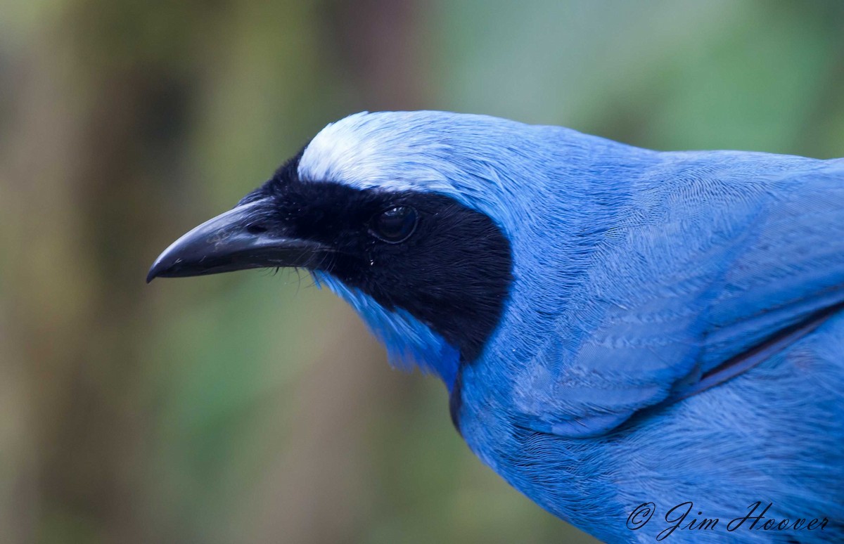 Turquoise Jay - Jim Hoover