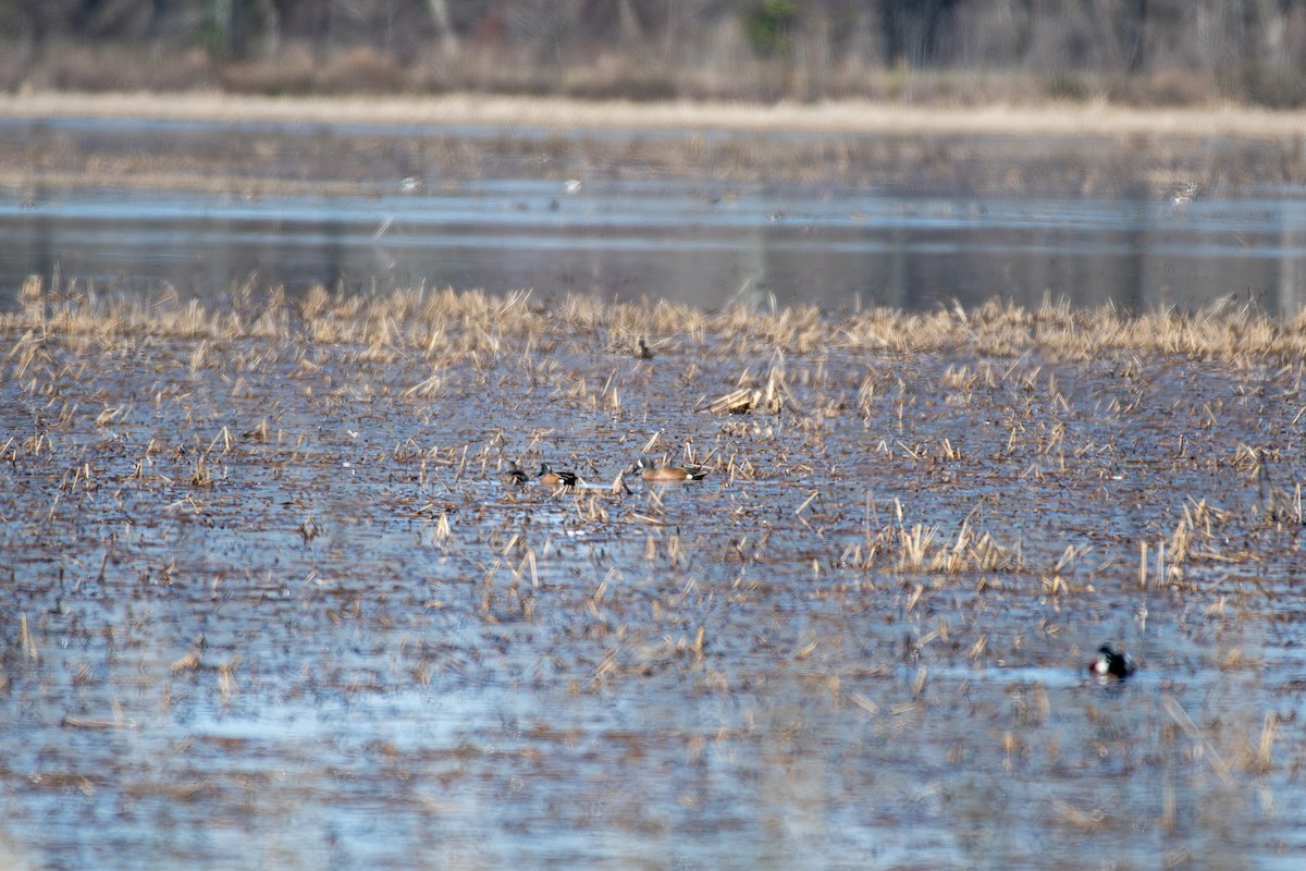 Blue-winged Teal - Cody Massery