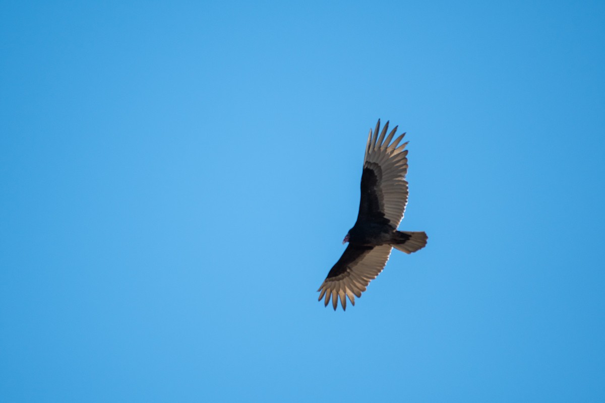 Turkey Vulture - ML146699951