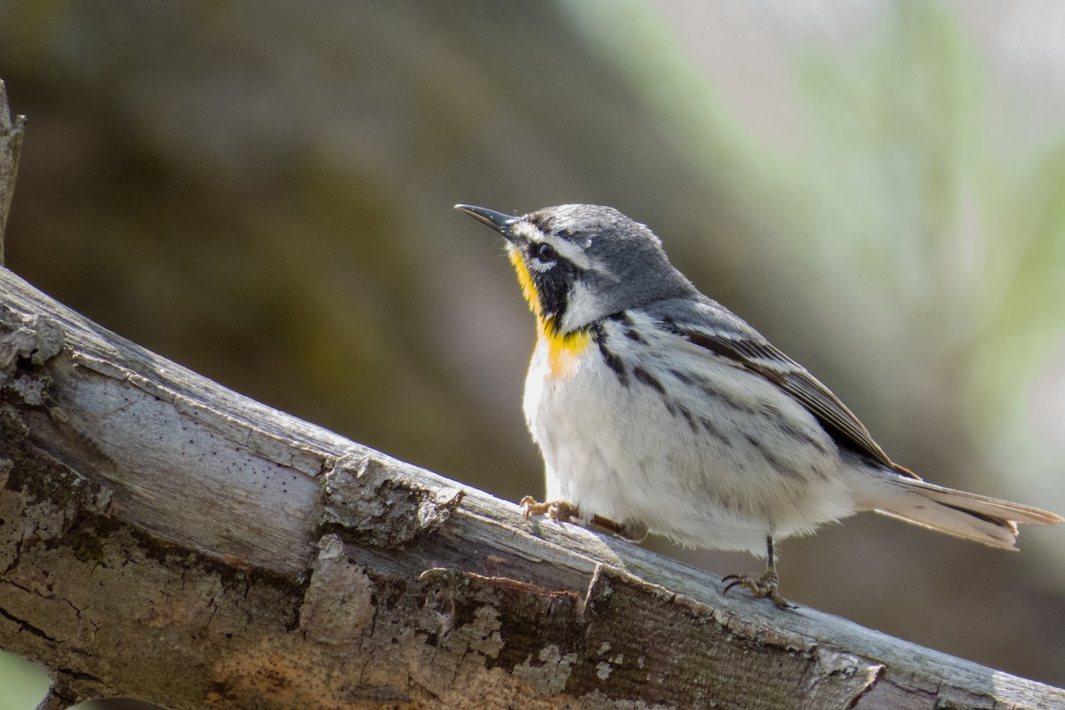 Yellow-throated Warbler - Trevor Zook
