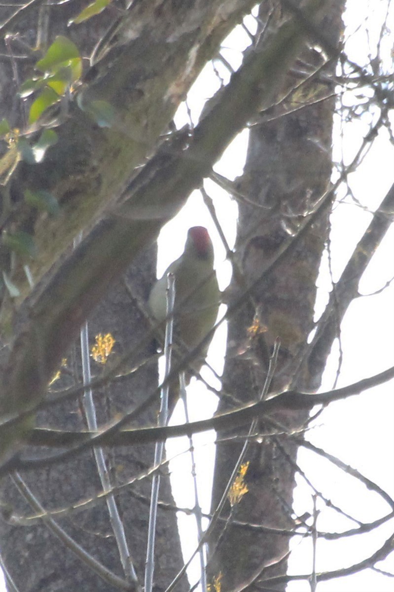 Eurasian Green Woodpecker - ML146701961