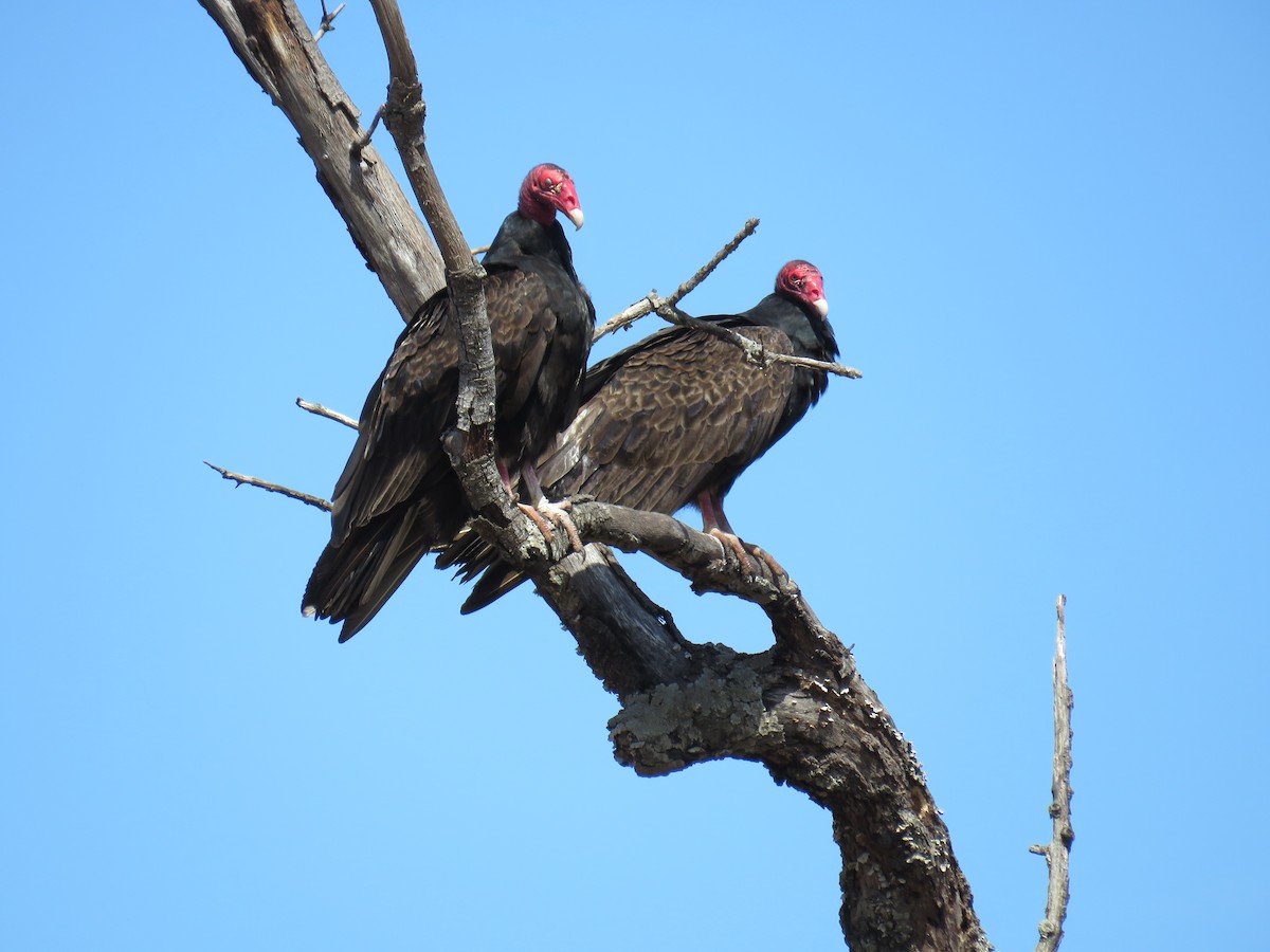 Turkey Vulture - Ann Tanner