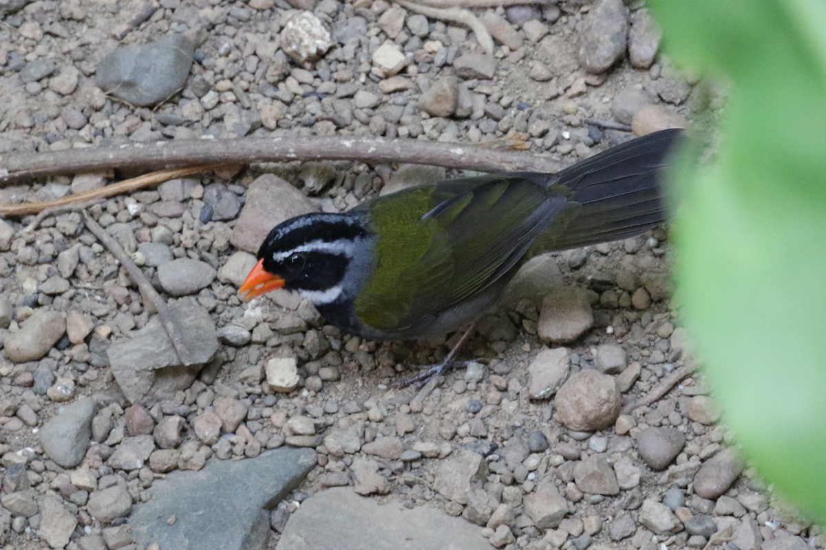 Orange-billed Sparrow - Cameron Eckert