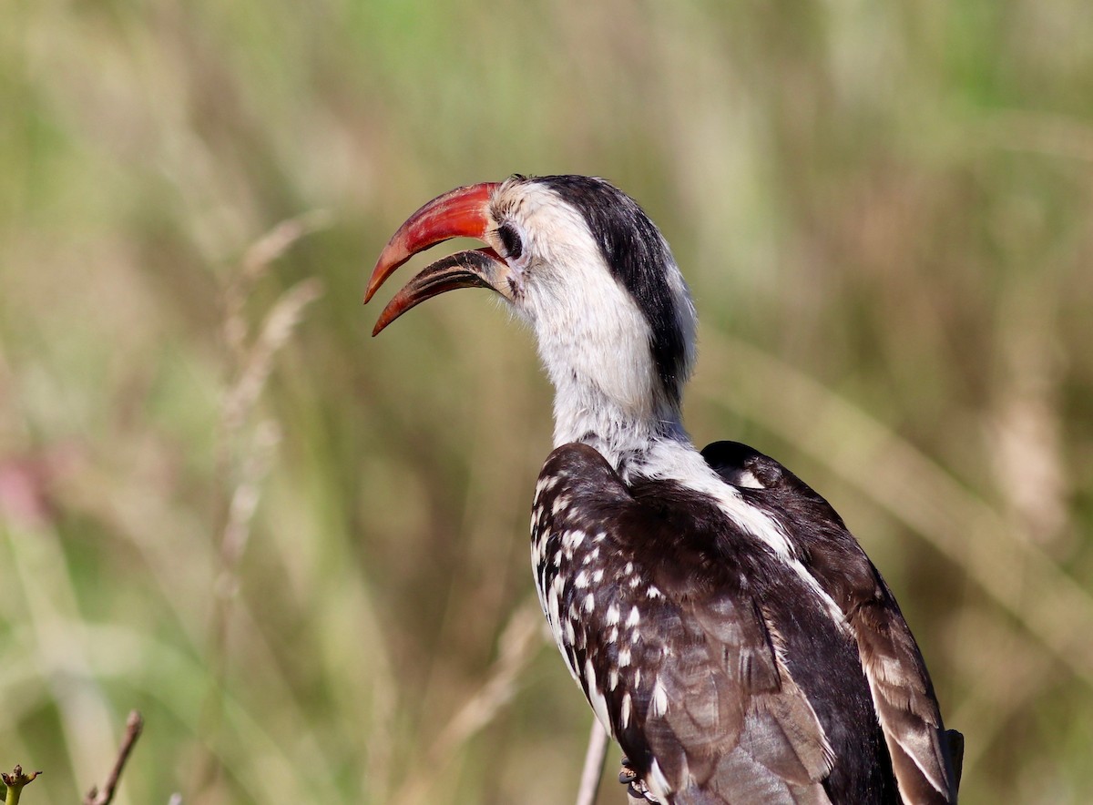 Northern Red-billed Hornbill - Charlie   Nims