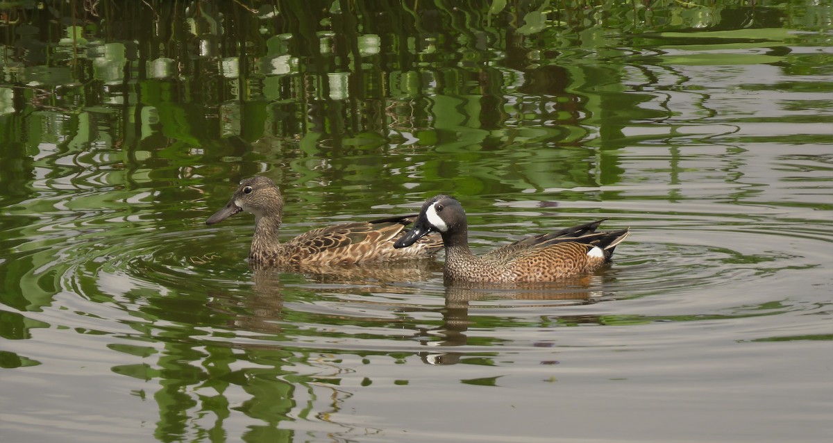 Blue-winged Teal - ML146707471