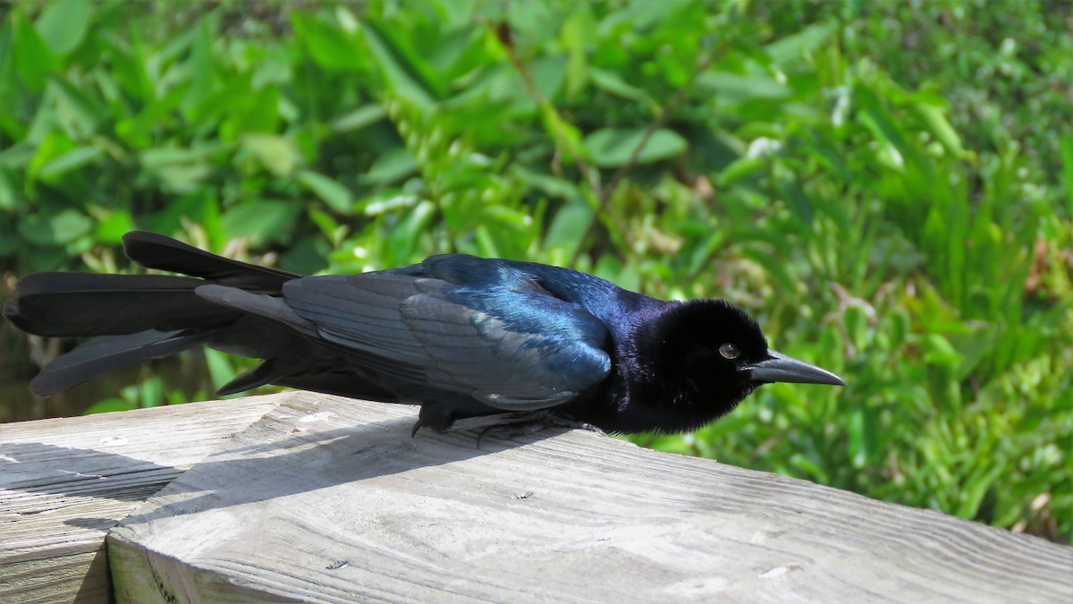 Boat-tailed Grackle - ML146707711