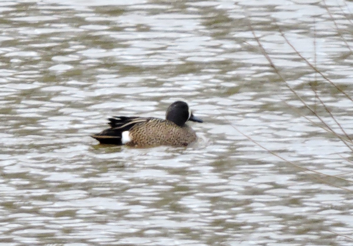Blue-winged Teal - ML146708351