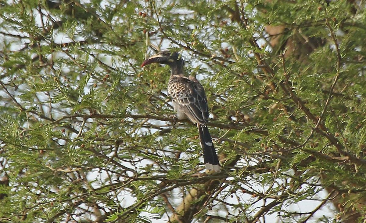 African Gray Hornbill - Paul Chapman