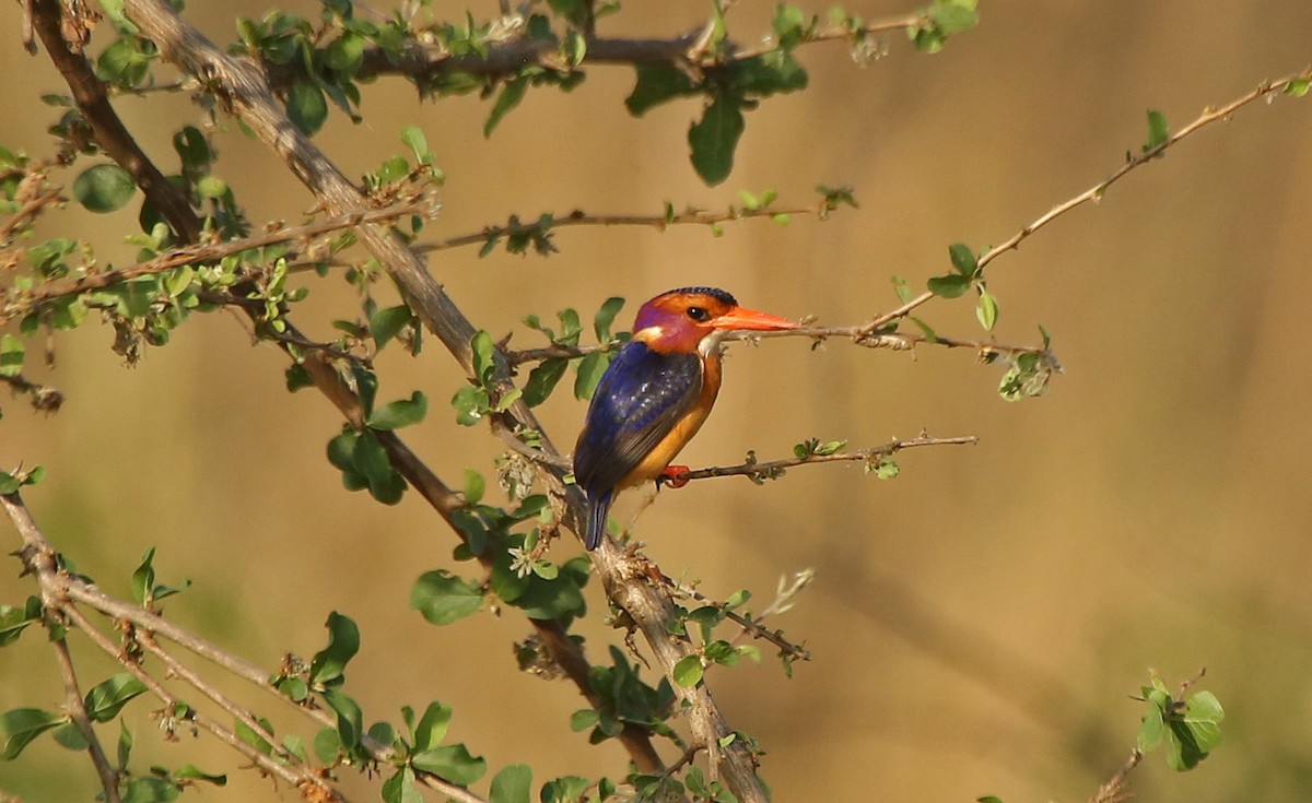 African Pygmy Kingfisher - Paul Chapman