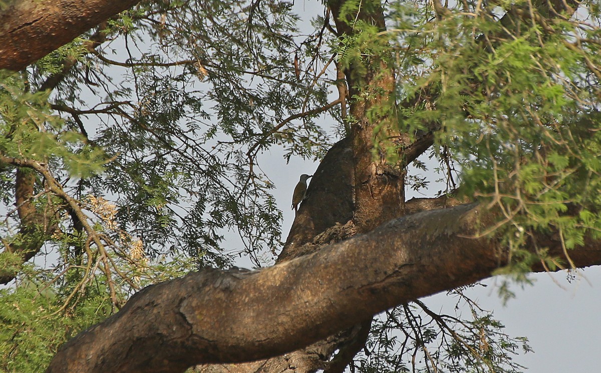 African Gray Woodpecker - ML146709911