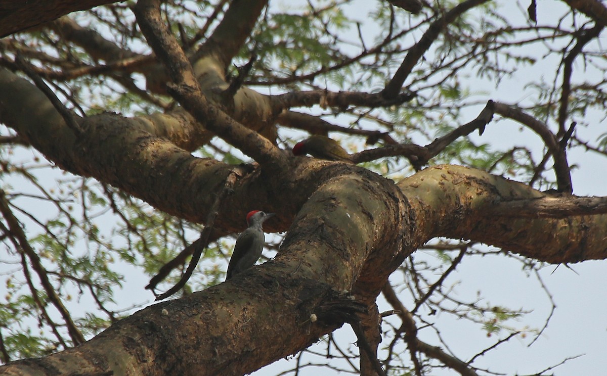 African Gray Woodpecker - ML146709931