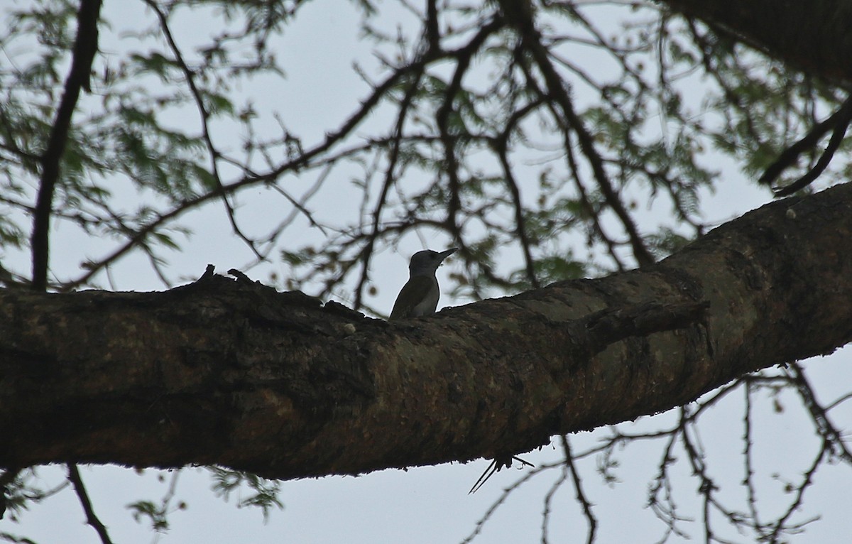 African Gray Woodpecker - ML146709991