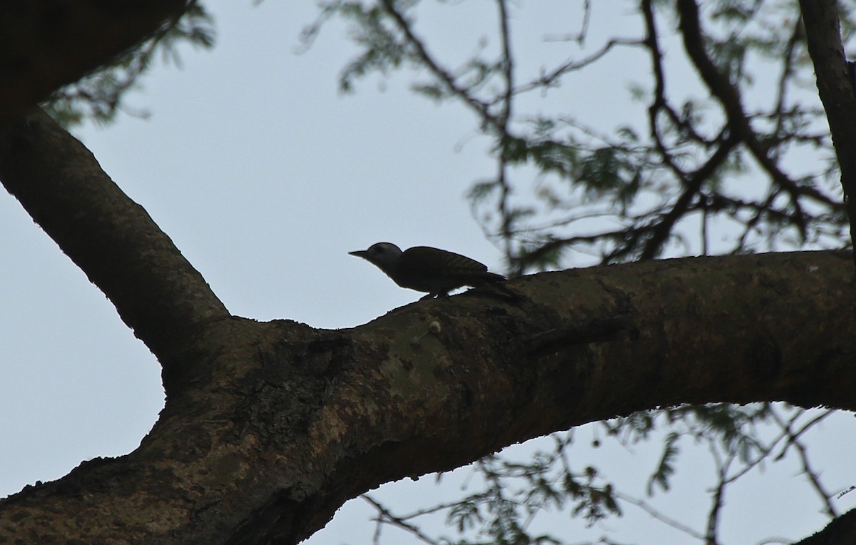 African Gray Woodpecker - ML146710011