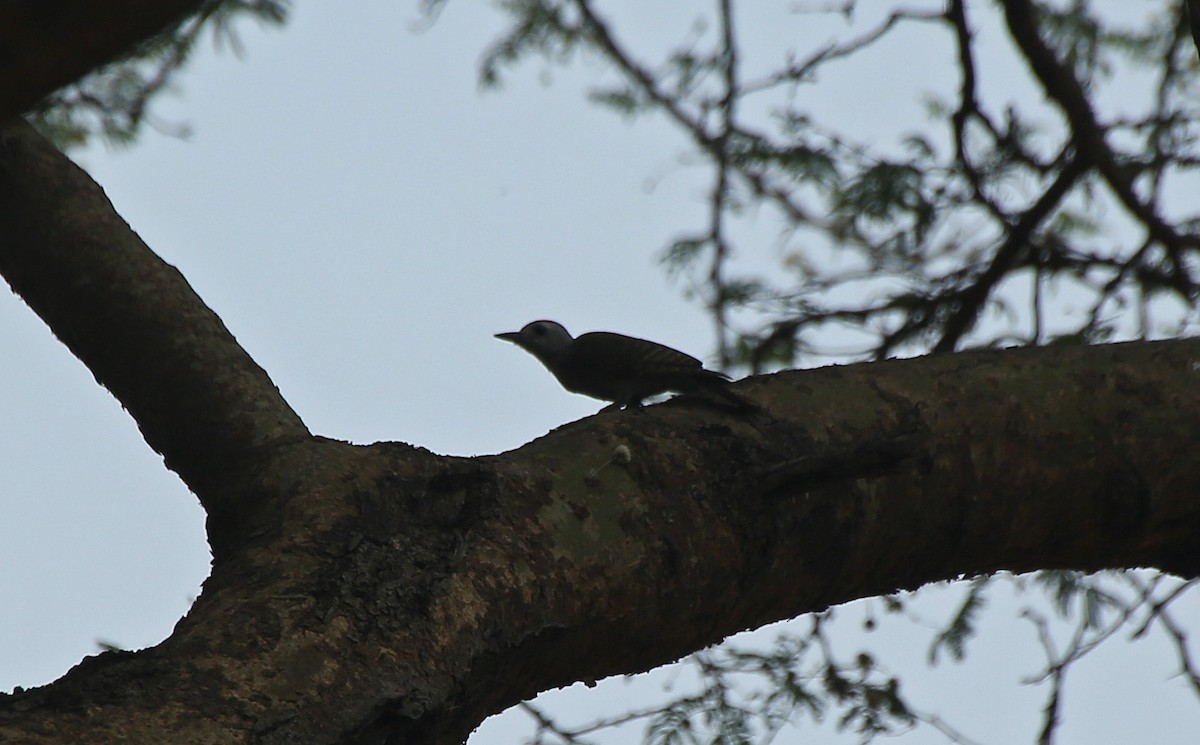 African Gray Woodpecker - ML146710061