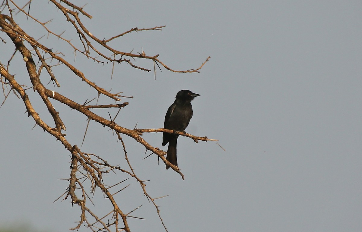 Fork-tailed Drongo - ML146711161