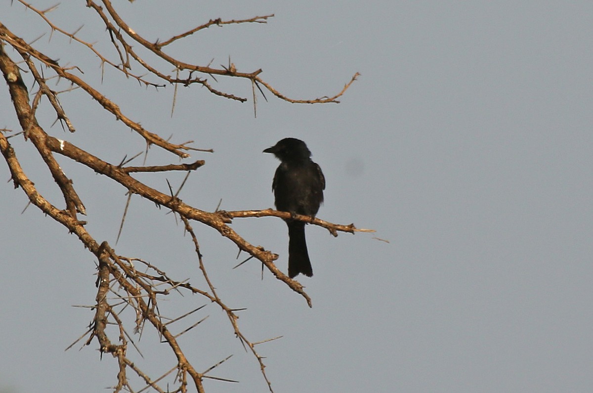 Fork-tailed Drongo - ML146711191