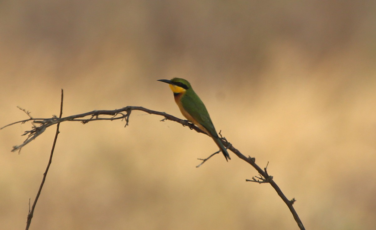Little Bee-eater - Paul Chapman
