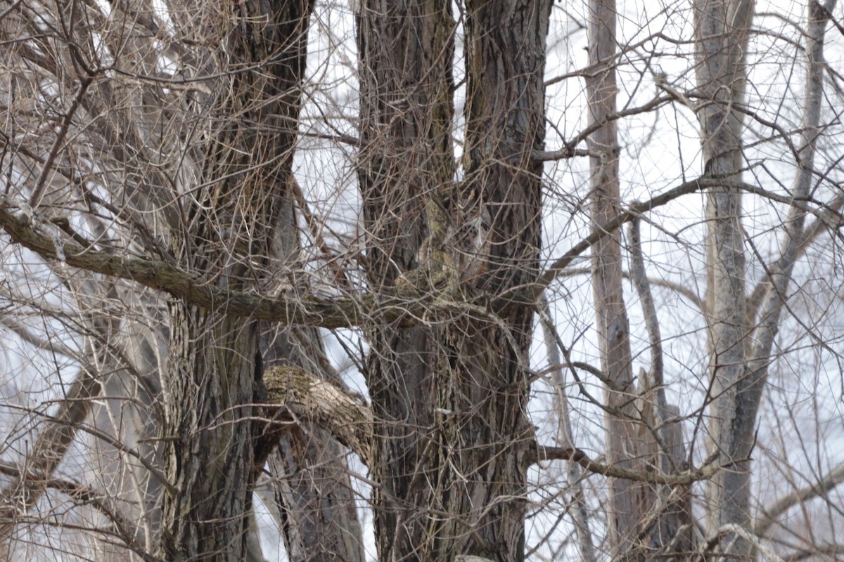 Great Horned Owl - ML146714271