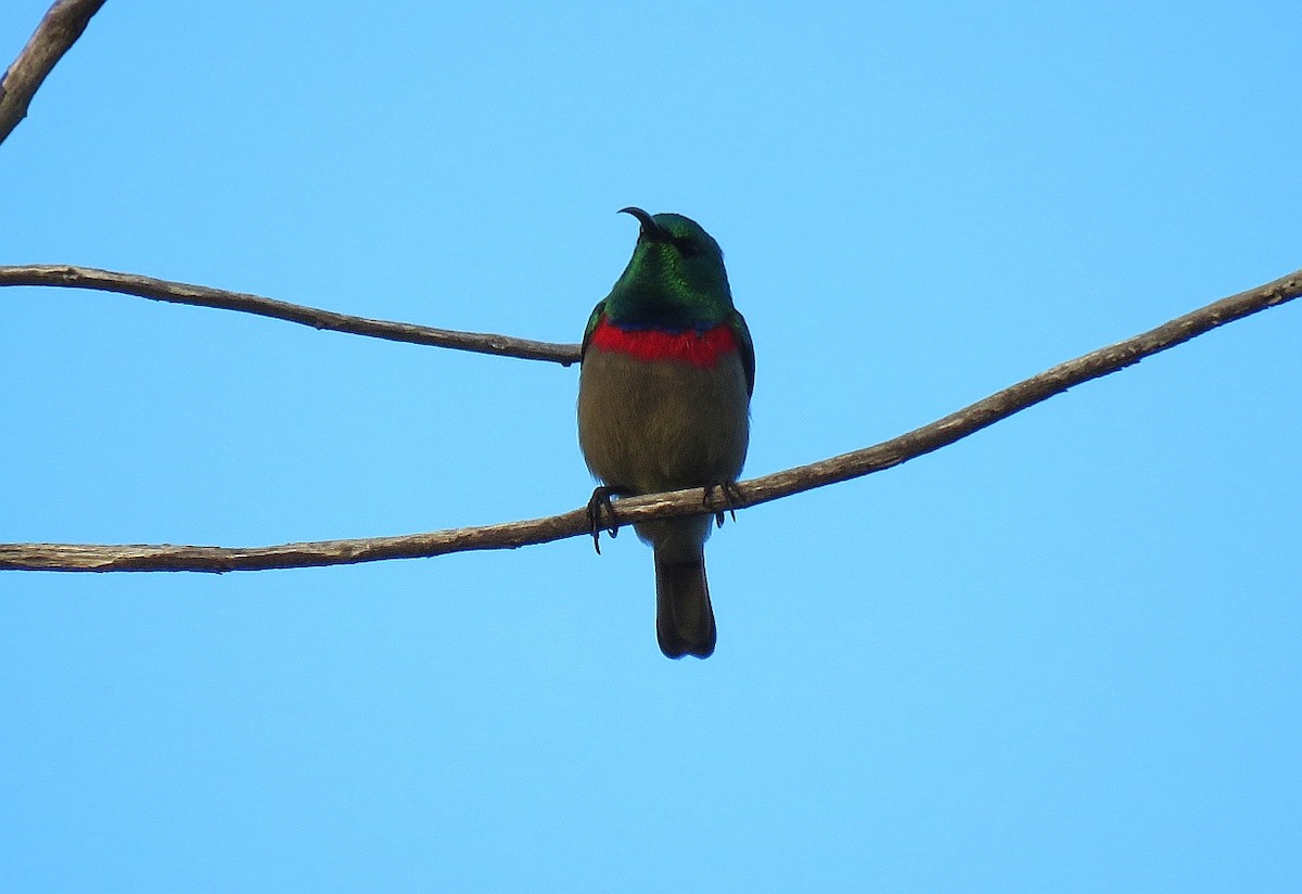 Southern Double-collared Sunbird - ML146714291