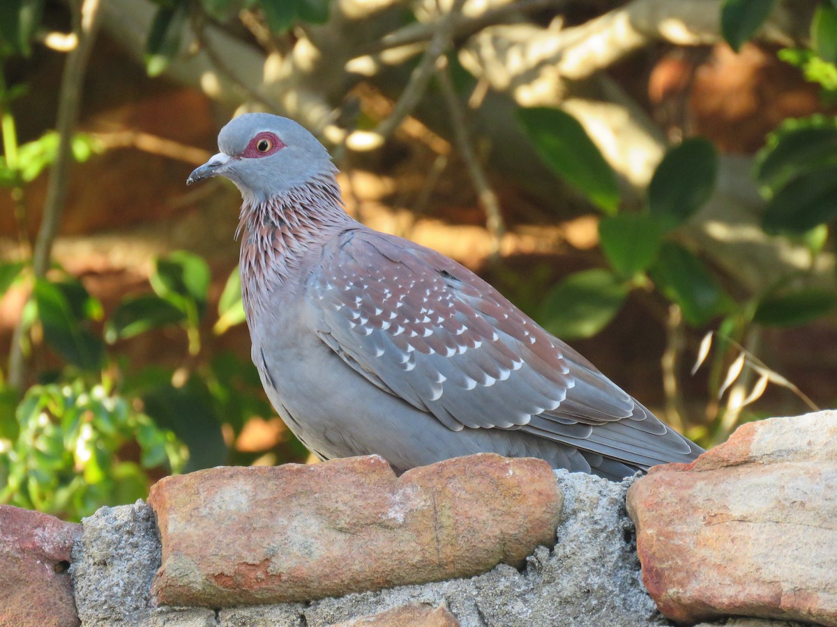 Speckled Pigeon - ML146714371
