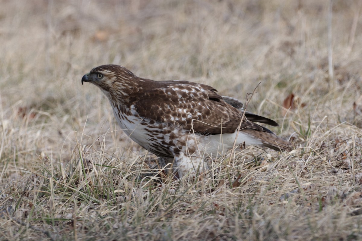 Red-tailed Hawk - ML146714551