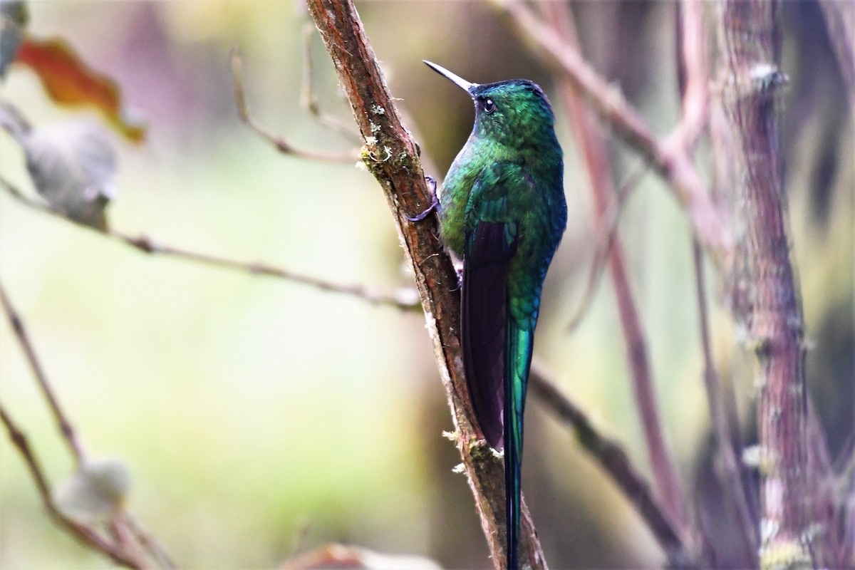 Long-tailed Sylph - ML146714961