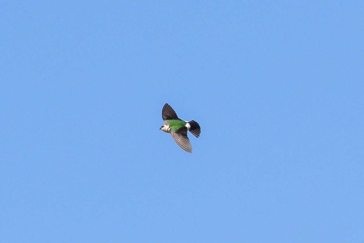 Violet-green Swallow - Jeff Bray