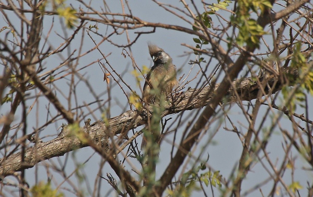 Speckled Mousebird - ML146715131