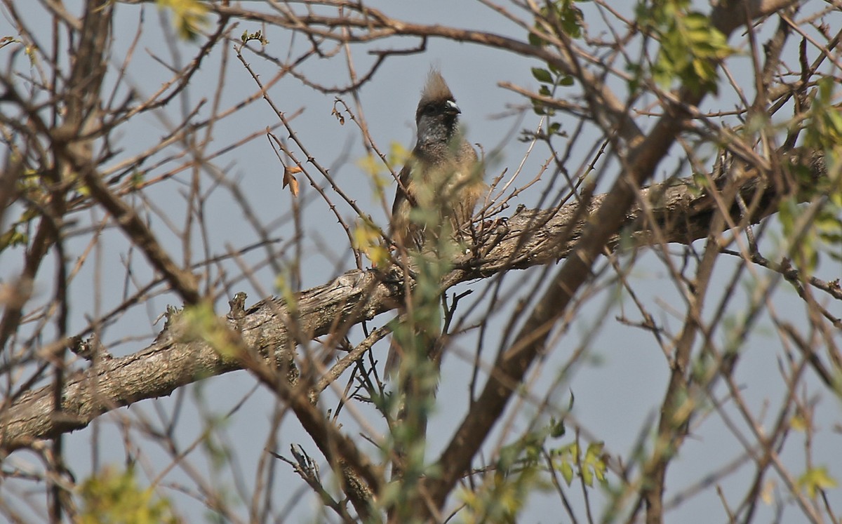 Speckled Mousebird - ML146715191