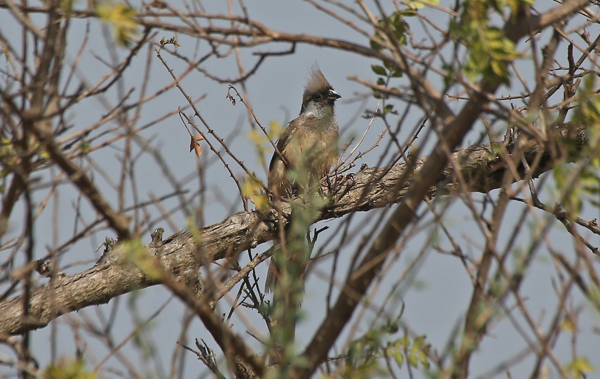 Speckled Mousebird - ML146715261