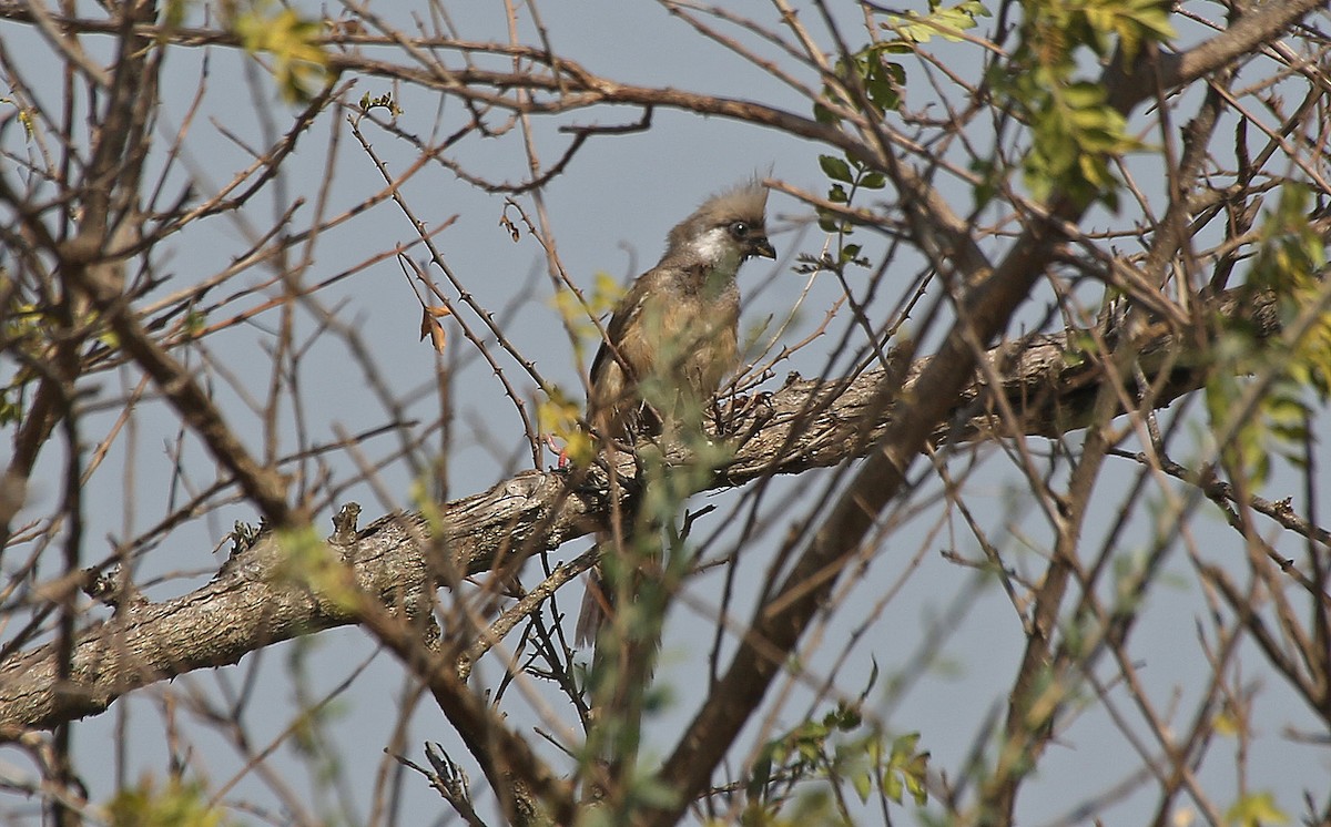 Speckled Mousebird - ML146715281