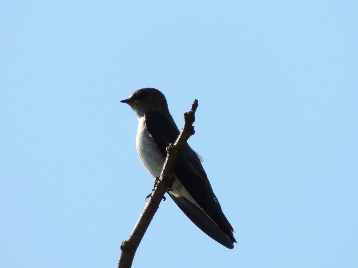 Northern Rough-winged Swallow - Nelly Morado Galindo