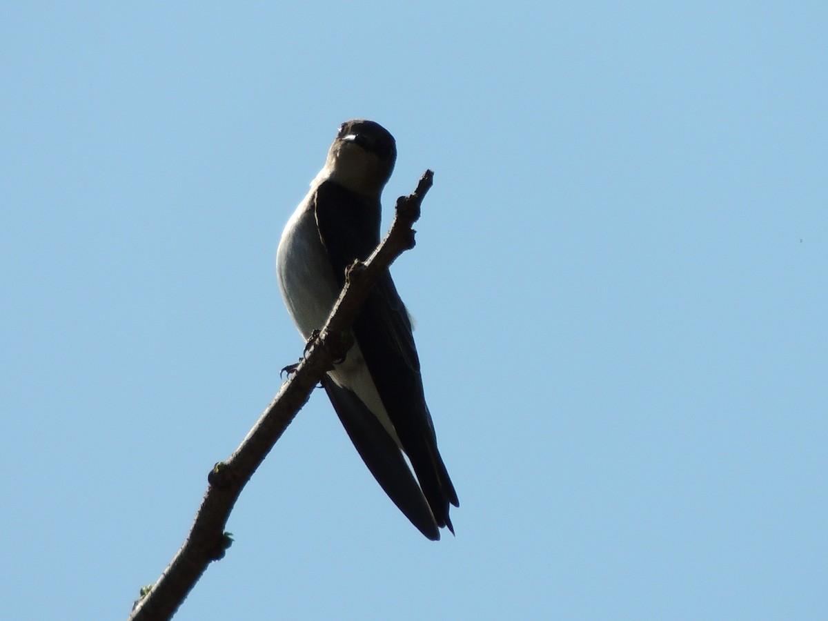 Northern Rough-winged Swallow - ML146715351