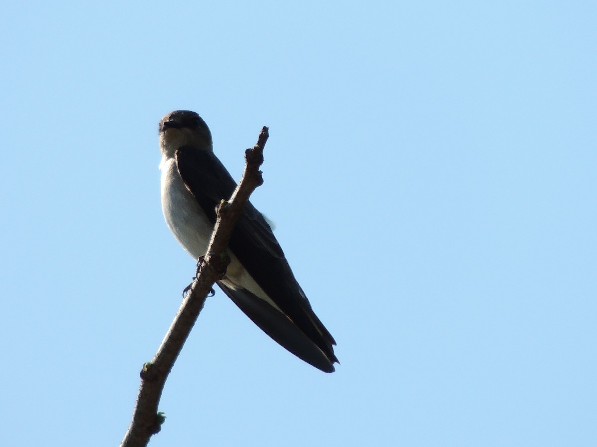 Northern Rough-winged Swallow - ML146715361