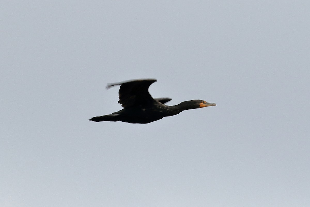 Double-crested Cormorant - Lawrence Haller