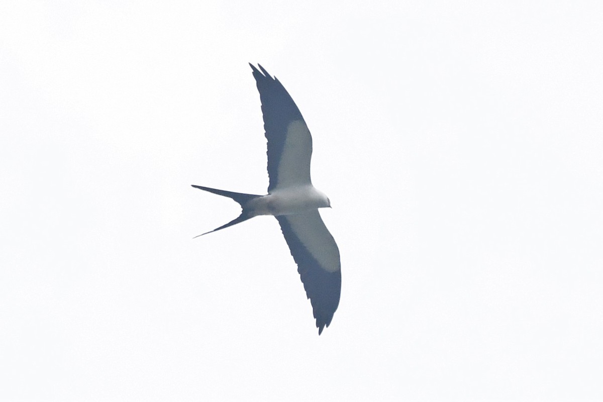 Swallow-tailed Kite - ML146715781
