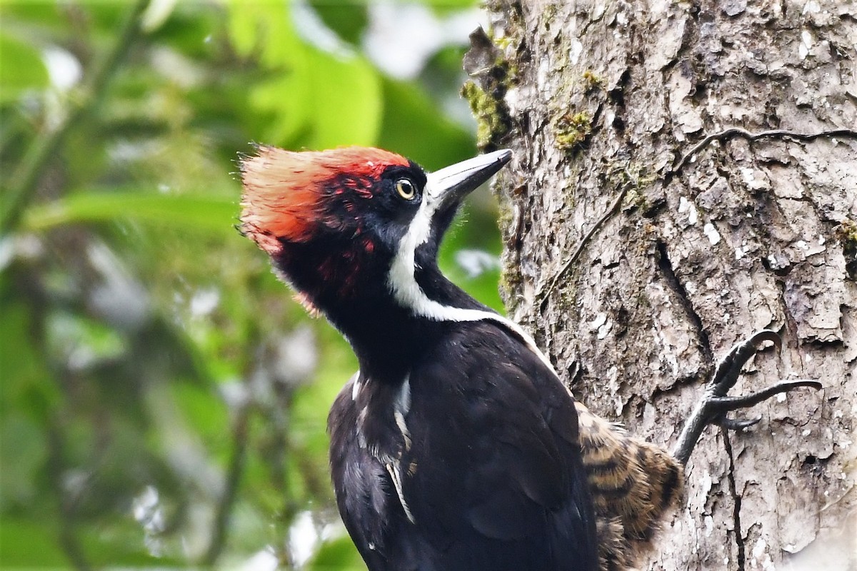Powerful Woodpecker - Liz Harper