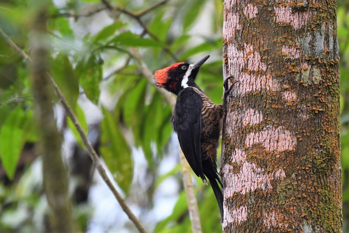 Powerful Woodpecker - Liz Harper