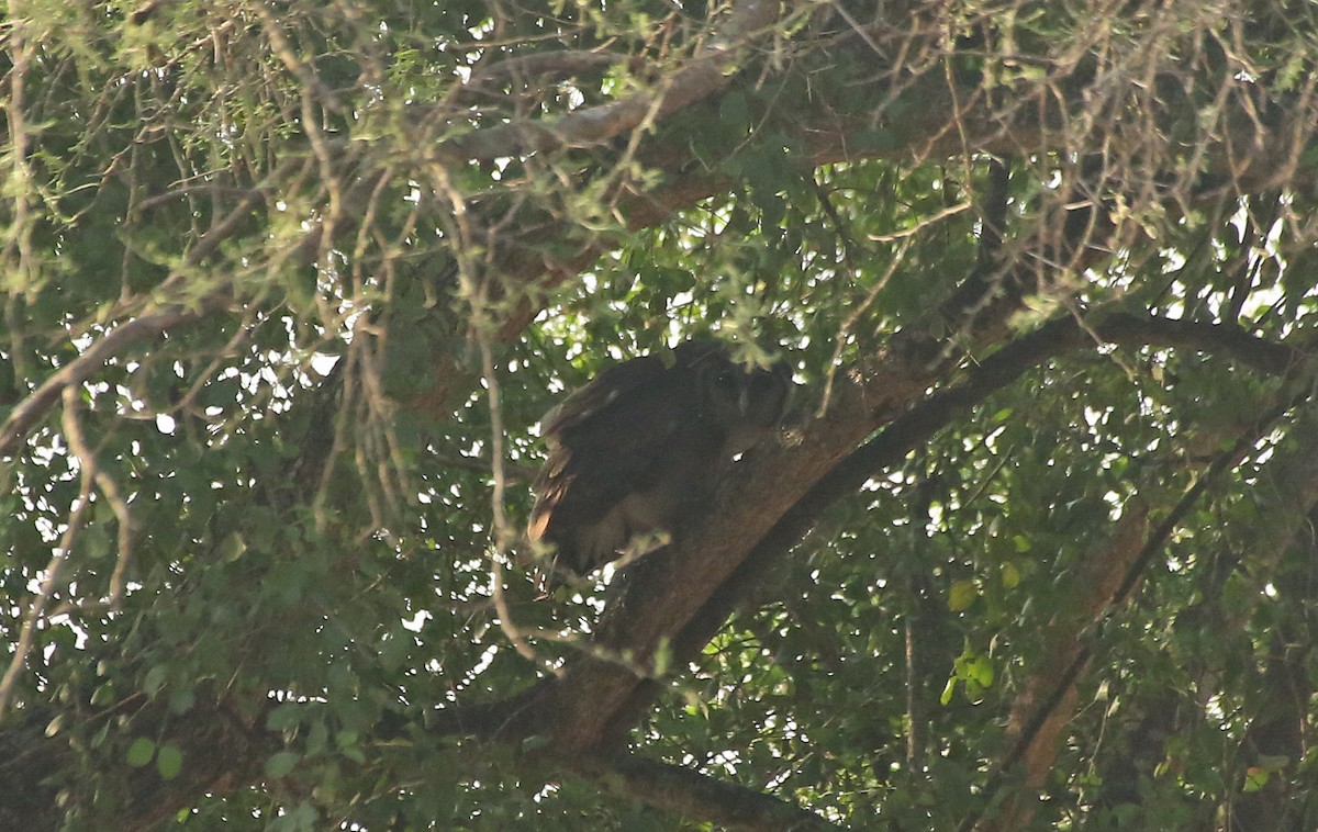 Verreaux's Eagle-Owl - ML146716671