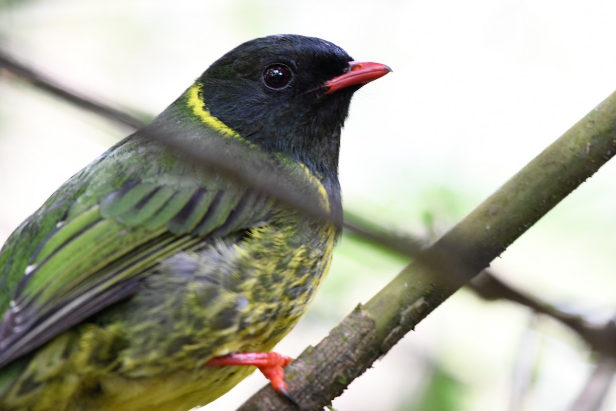 Green-and-black Fruiteater - ML146717571