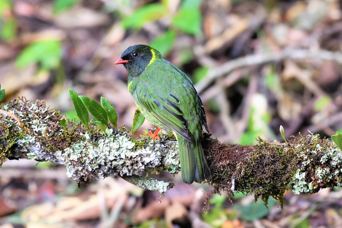 Green-and-black Fruiteater - ML146717581
